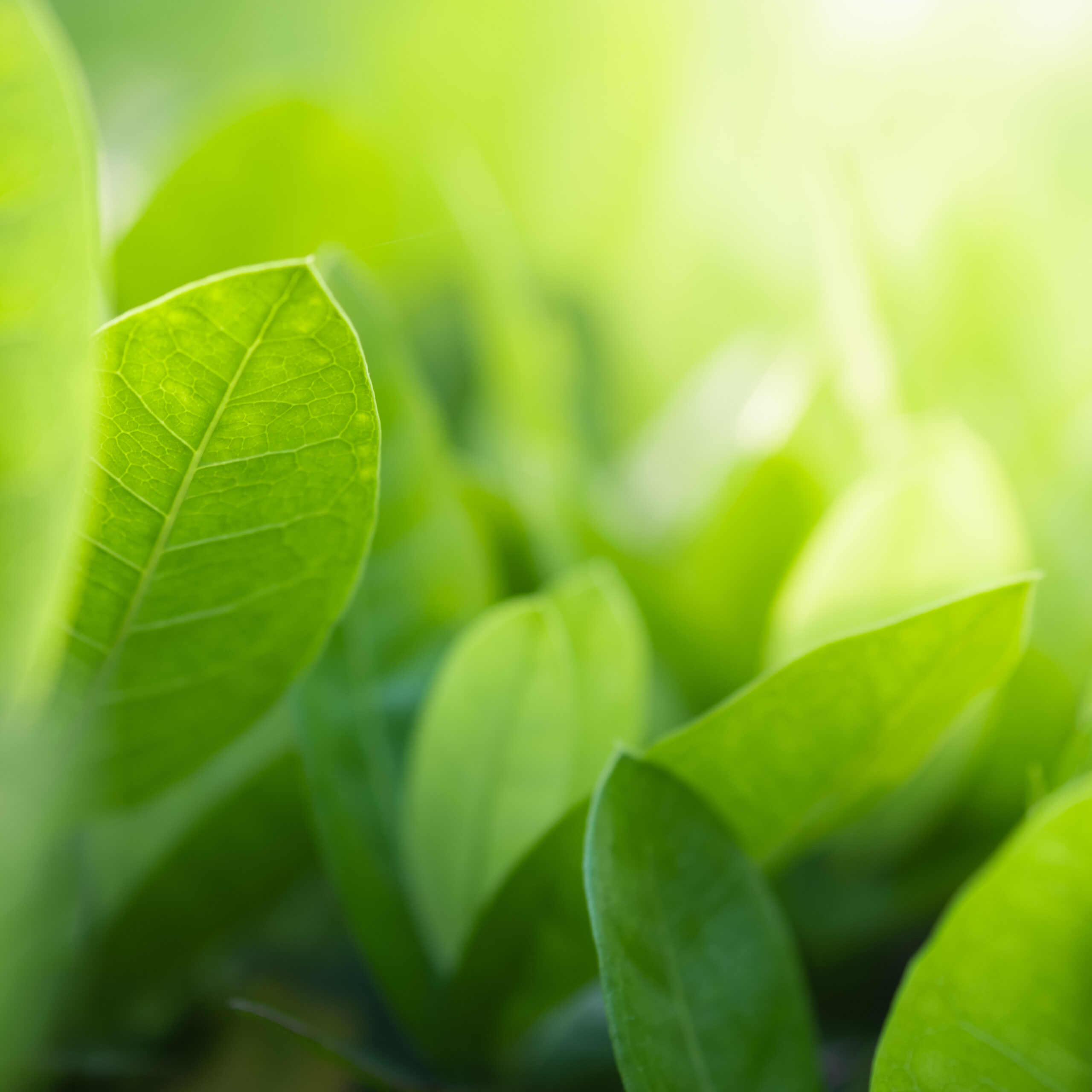 Close up beautiful view of nature green leaves on blurred greenery tree background with sunlight in public garden park. It is landscape ecology and copy space for wallpaper and backdrop.