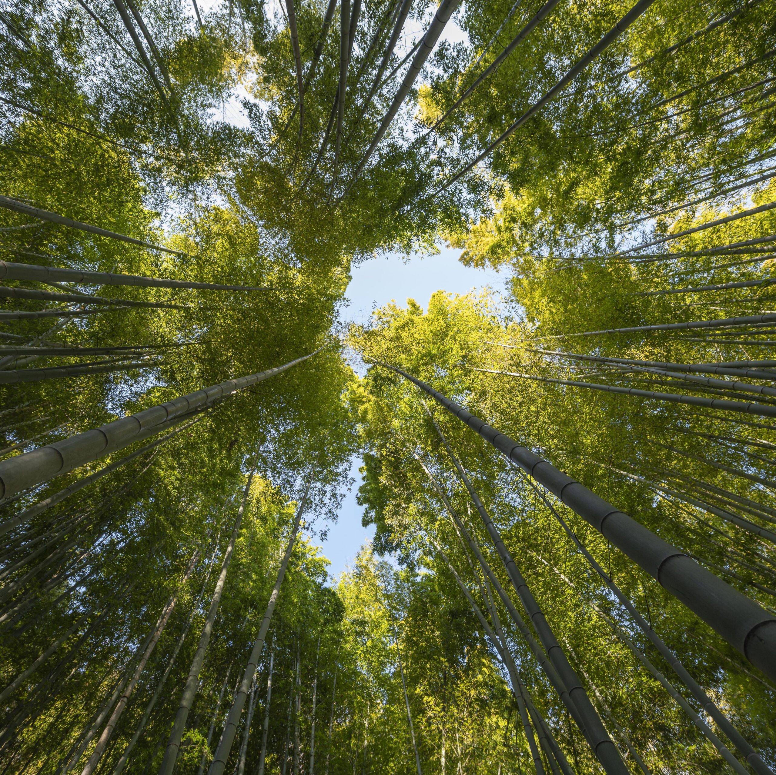 forest-with-trees-close-up copy