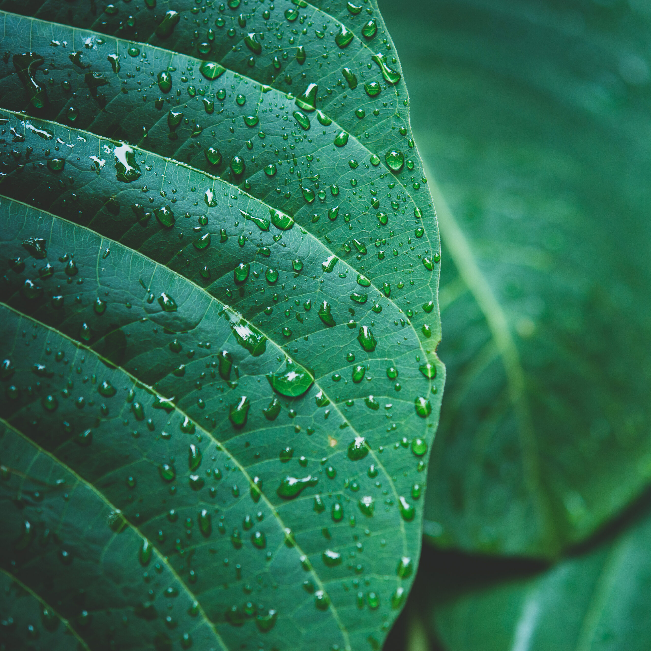 rain water on a green leaf macro. Drops of dew in the morning glow in the sunrise